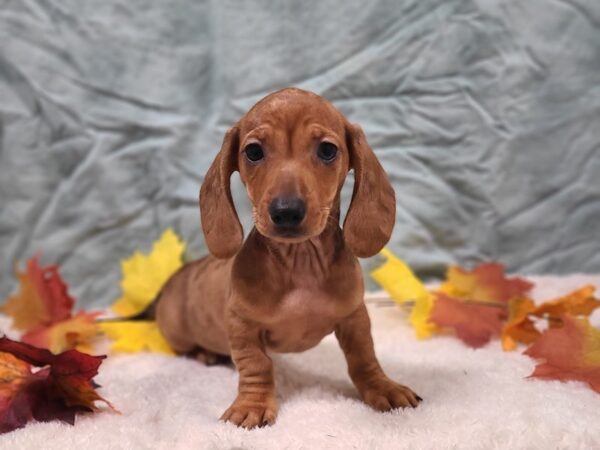 Dachshund DOG Female Chocolate Dapple 20548 Petland Rome, Georgia