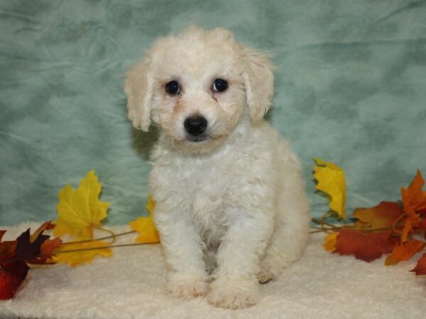 Bichon Frise Dog Male White 20553 Petland Rome, Georgia