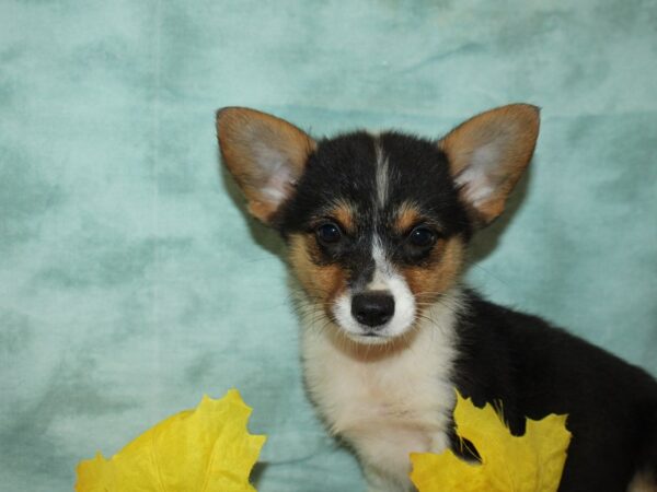 Pembroke Welsh Corgi Dog Female Black Tan / White 20554 Petland Rome, Georgia