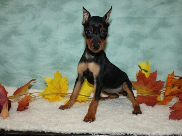 Miniature Pinscher Dog Female black & rust 9543 Petland Rome, Georgia