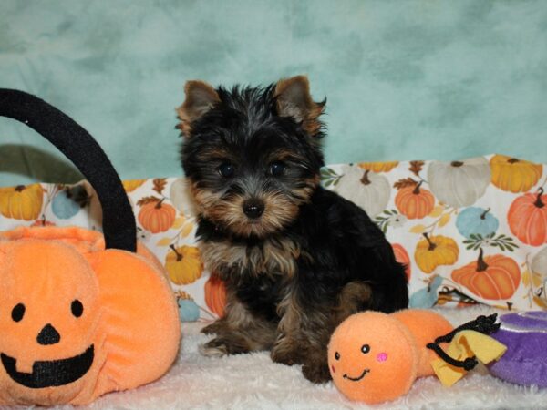 Yorkshire Terrier DOG Female Blk & tan 20589 Petland Rome, Georgia