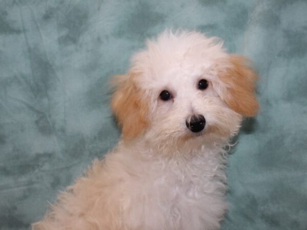 Poodle DOG Male Cream 9487 Petland Rome, Georgia