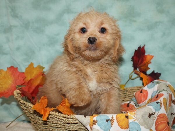 Lhasa Poo DOG Male Golden 20599 Petland Rome, Georgia