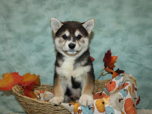 Shiba Inu-Dog-Female-Black White / Tan-9556-Petland Rome, Georgia