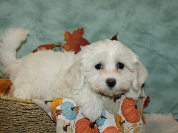 Coton De Tulear DOG Female 20605 Petland Rome, Georgia