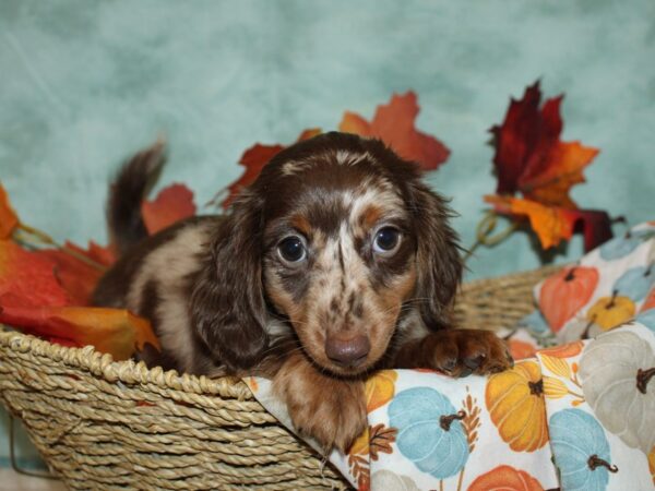 Dachshund DOG Male Chocolate Dapple 20596 Petland Rome, Georgia