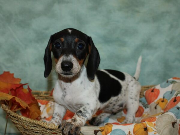 Dachshund Dog Female Black and Tan 9550 Petland Rome, Georgia