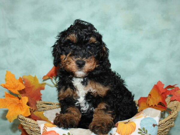 Bernedoodle F1B Dog Female Black White / Tan 20603 Petland Rome, Georgia