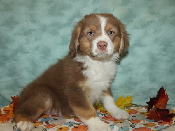 Australian Shepherd DOG Male Red 20592 Petland Rome, Georgia