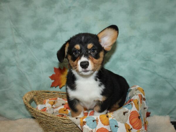 Pembroke Welsh Corgi-DOG-Male-Black and Tan-20597-Petland Rome, Georgia