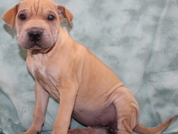 Miniature Walrus-DOG-Female-Fawn-9547-Petland Rome, Georgia