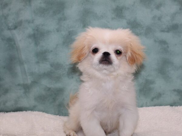 Pekingese DOG Male Cream 9511 Petland Rome, Georgia