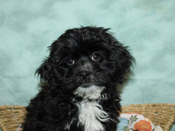 Lhasa Poo DOG Male Black 20612 Petland Rome, Georgia