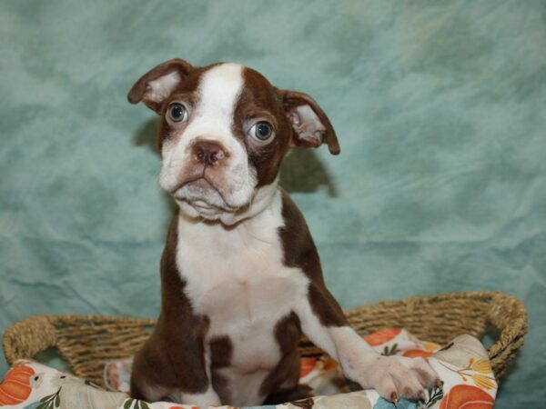 Boston Terrier DOG Male Seal and White 9561 Petland Rome, Georgia