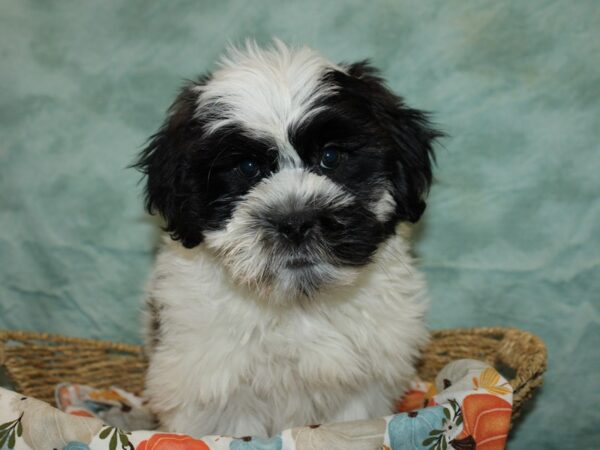 Teddy Bear Dog Male Black and White 20611 Petland Rome, Georgia