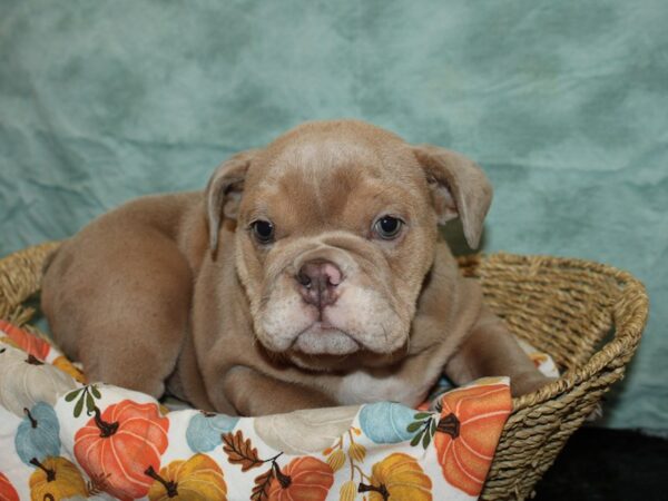 English Bulldog Dog Male Blue 9563 Petland Rome, Georgia