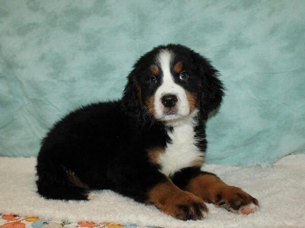 Bernese Mountain Dog Dog Male Black and Rust 9560 Petland Rome, Georgia