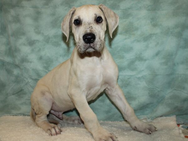 Great Dane-Dog-Male-Fawn-20609-Petland Rome, Georgia