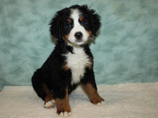 Bernese Mountain Dog Dog Female Black and Rust 20608 Petland Rome, Georgia