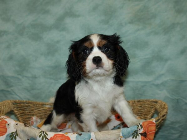 Cavalier King Charles Spaniel DOG Male Black Tan / White 9568 Petland Rome, Georgia