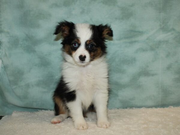 Toy Australian Shepherd-DOG-Female-Black Brown and White-20615-Petland Rome, Georgia