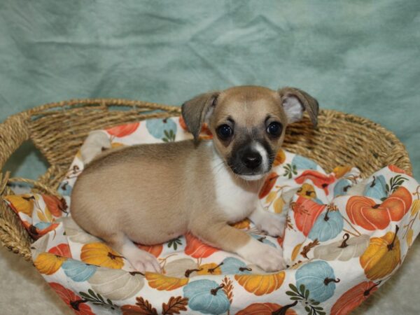 Chihuahua DOG Male Fawn 20614 Petland Rome, Georgia