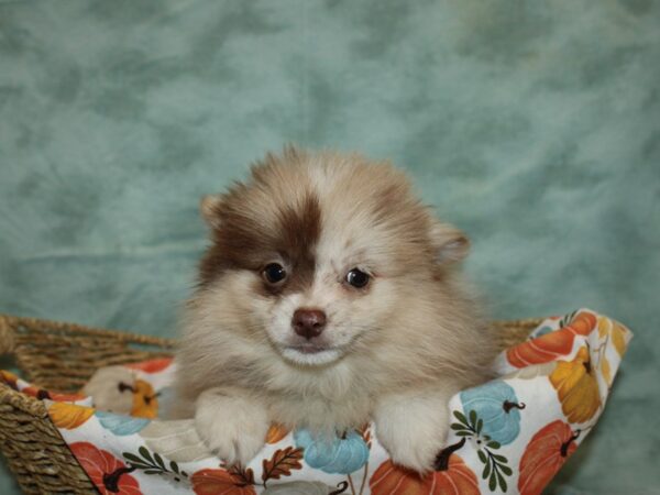 Pomsky-DOG-Female-Chocolate Merle-20633-Petland Rome, Georgia