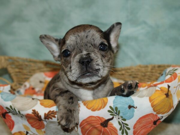 French Bulldog Dog Female Merle 20624 Petland Rome, Georgia