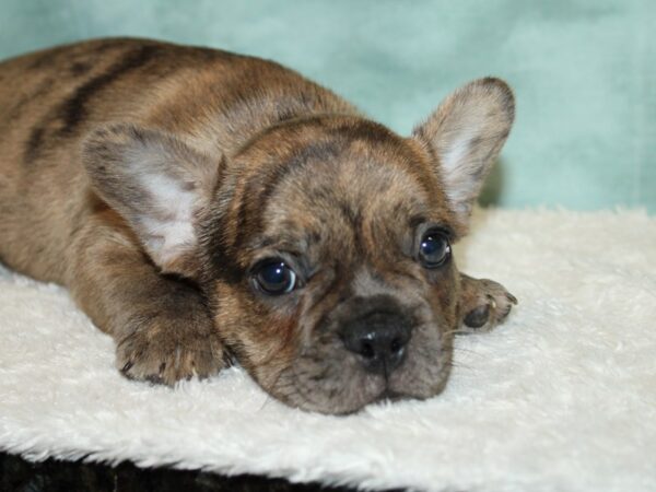 French Bulldog DOG Male Chocolate Merle 20622 Petland Rome, Georgia