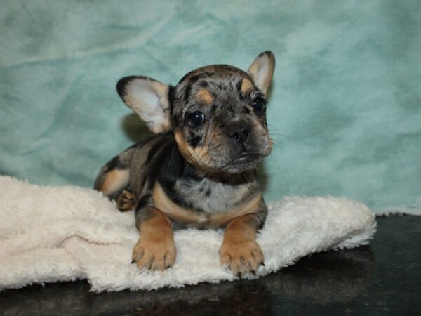 French Bulldog Dog Female Merle with Tan Markings 20625 Petland Rome, Georgia