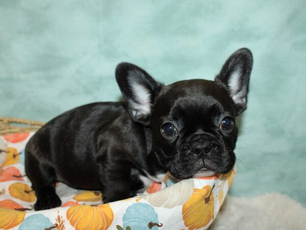 French Bulldog Dog Male Black 20621 Petland Rome, Georgia