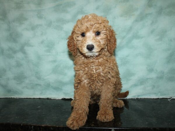 Miniature Goldendoodle-Dog-Female-Red-9579-Petland Rome, Georgia