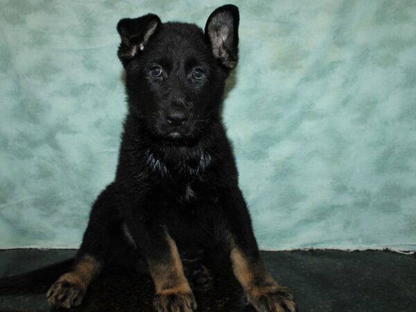 German Shepherd Dog DOG Male Black / Tan 20631 Petland Rome, Georgia