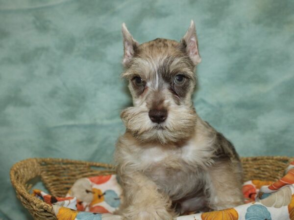 Miniature Schnauzer Dog Male Chocolate Merle 9575 Petland Rome, Georgia