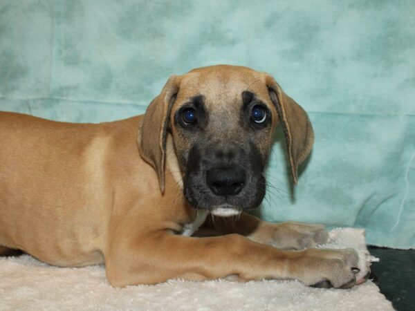 Great Dane Dog Female Fawn 20634 Petland Rome, Georgia