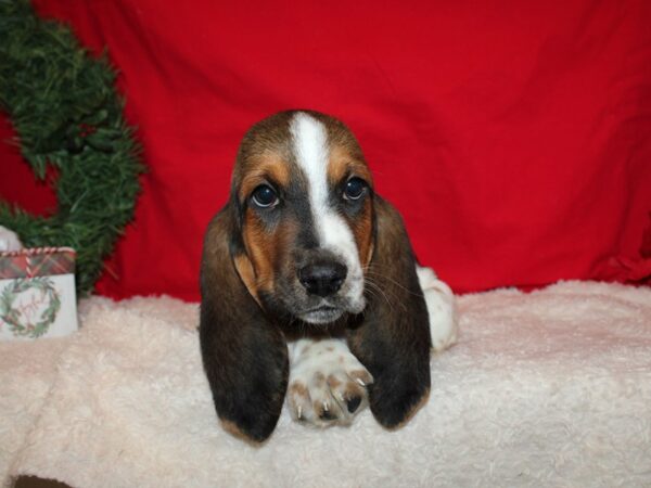 Basset Hound Dog Male Black White and Tan 20642 Petland Rome, Georgia