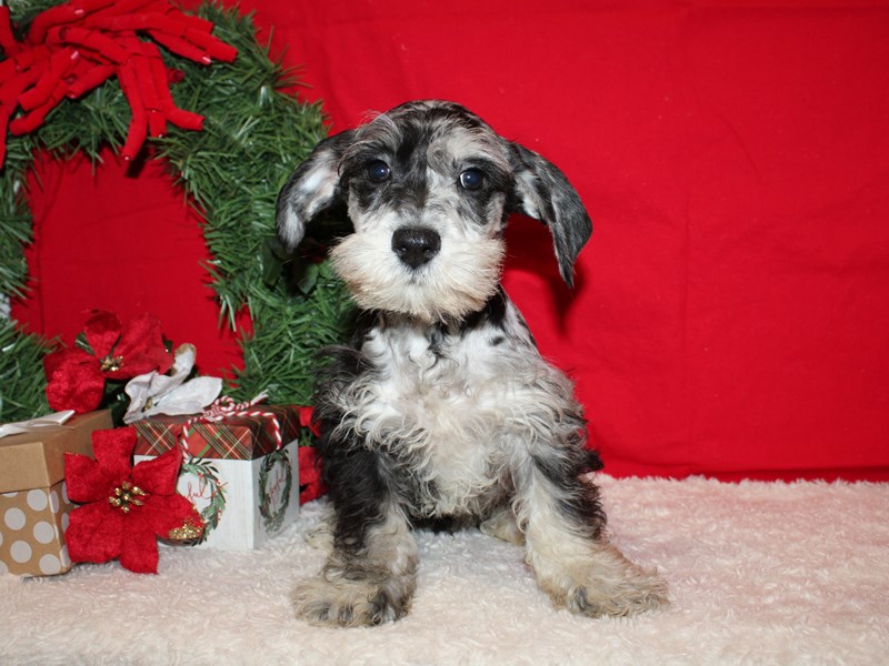 Schnoodle-Male-Blue Merle-3889542-Petland Rome