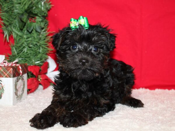 Morkie Dog Female Black / Tan 9585 Petland Rome, Georgia