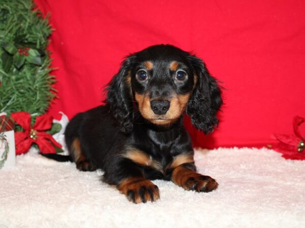 Dachshund DOG Female Black and Tan 20644 Petland Rome, Georgia