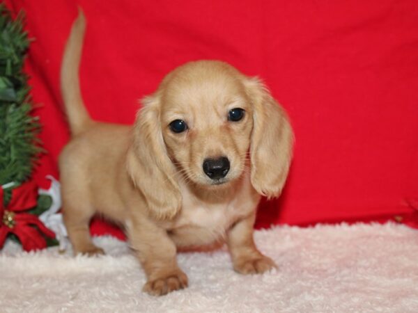 Dachshund DOG Male Fawn 20646 Petland Rome, Georgia