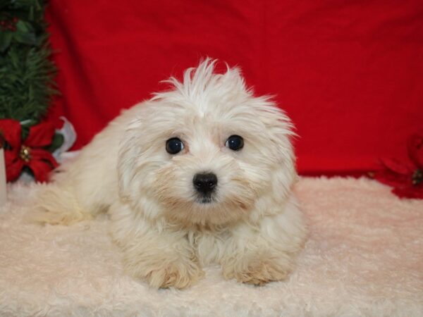 Maltese DOG Male White 20648 Petland Rome, Georgia