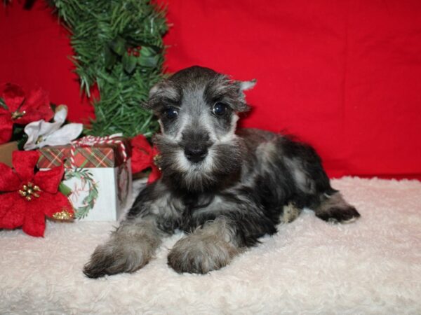 Miniature Schnauzer DOG Female Salt / Pepper 20663 Petland Rome, Georgia