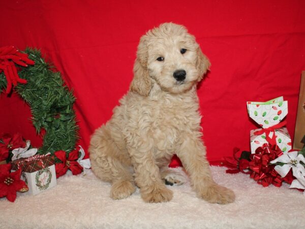 Goldendoodle Mini F1 DOG Male Cream 20668 Petland Rome, Georgia