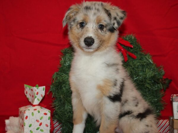 Australian Shepherd DOG Female Blue Merle White and Tan 20669 Petland Rome, Georgia