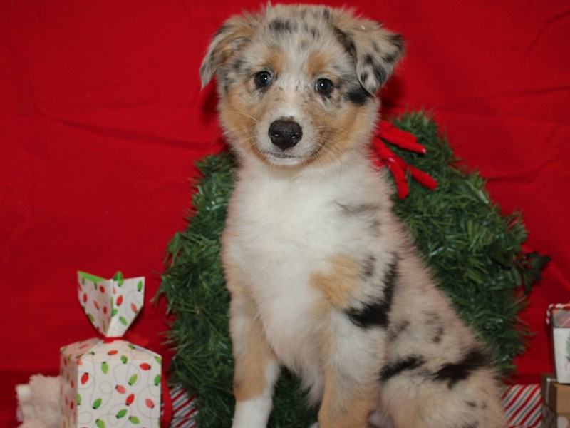 Australian Shepherd-Female-Blue Merle White and Tan-3895501-Petland Rome