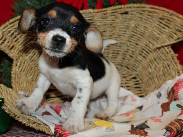 Chorkie DOG Female Black and Tan 20671 Petland Rome, Georgia