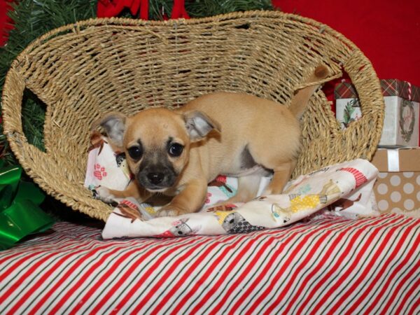 Chihuahua Dog Female Fawn 20670 Petland Rome, Georgia