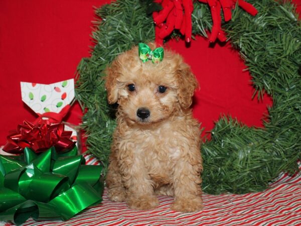 Bichapoo DOG Female Red 20681 Petland Rome, Georgia