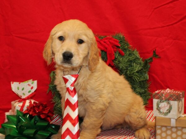 Golden Retriever Dog Male Golden 20679 Petland Rome, Georgia