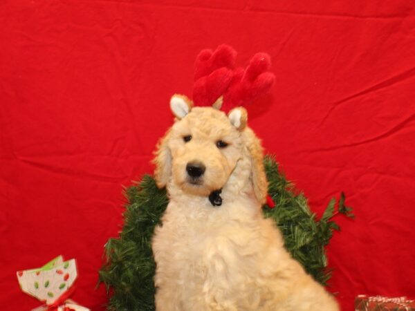 Goldendoodle-Dog-Female-Cream-20685-Petland Rome, Georgia